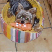 Photo de Yorkshire terrier