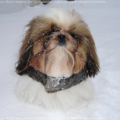 Photo de Shih tzu