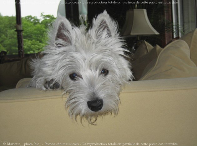 Photo de West highland white terrier