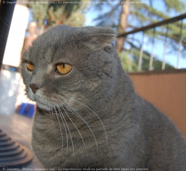 Photo de Scottish fold