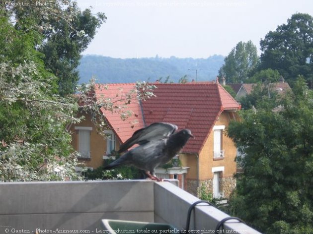 Photo de Pigeon