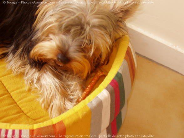 Photo de Yorkshire terrier