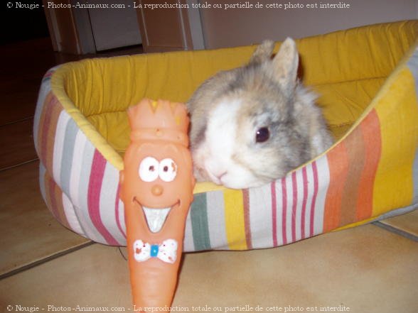 Photo de Lapin