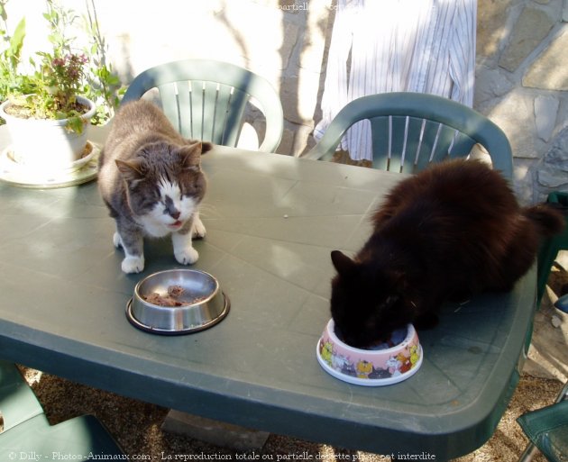 Photo de Chat domestique