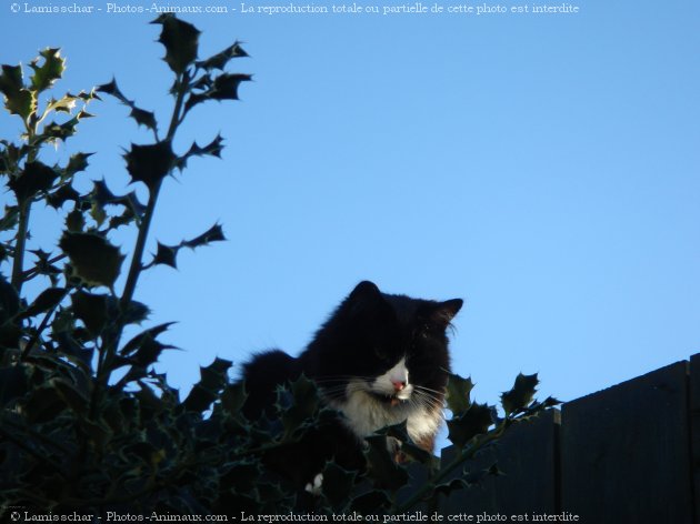 Photo de Chat domestique