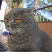 Photo de Scottish fold