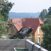 Photo de Pigeon