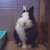 Photo de Lapin