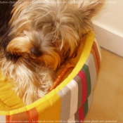 Photo de Yorkshire terrier