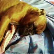 Photo de Boxer