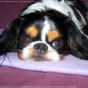 Photo de Cavalier king charles spaniel