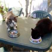 Photo de Chat domestique