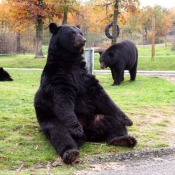 Photo d'Ours