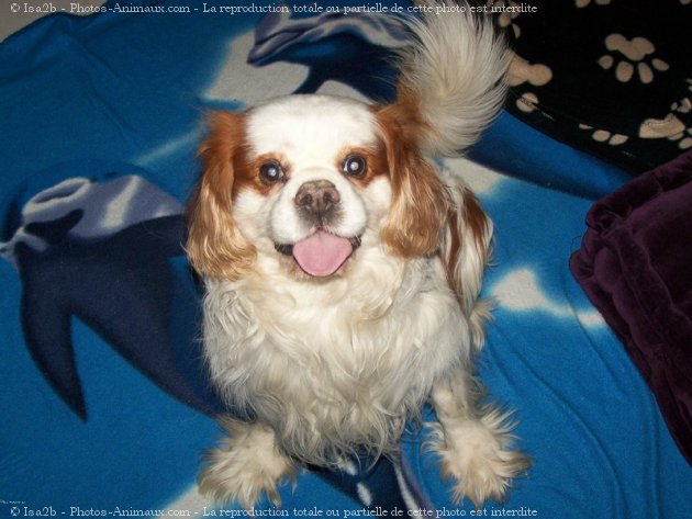 Photo de Cavalier king charles spaniel