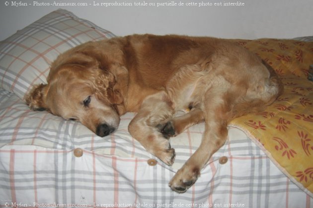 Photo de Golden retriever