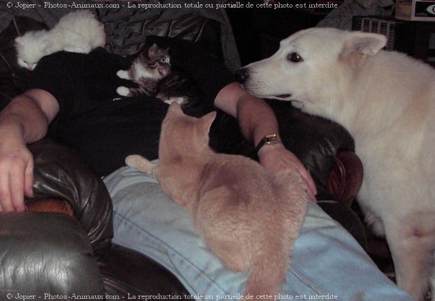 Photo de Berger blanc suisse