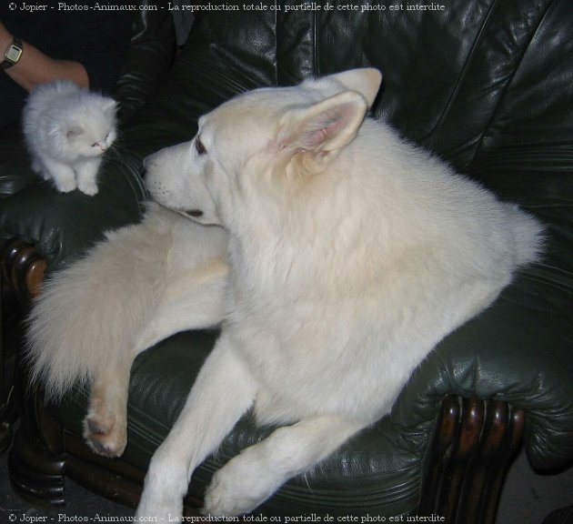 Photo de Berger blanc suisse