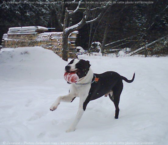 Photo d'American staffordshire terrier