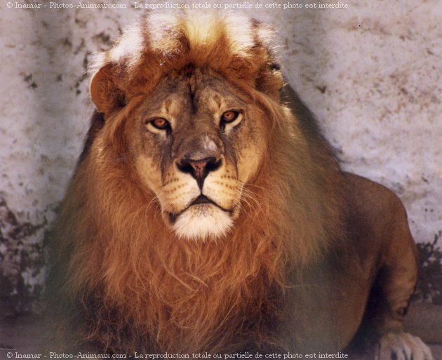 Photo de Lion