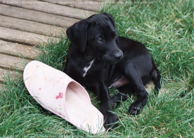 Photo de Labrador retriever