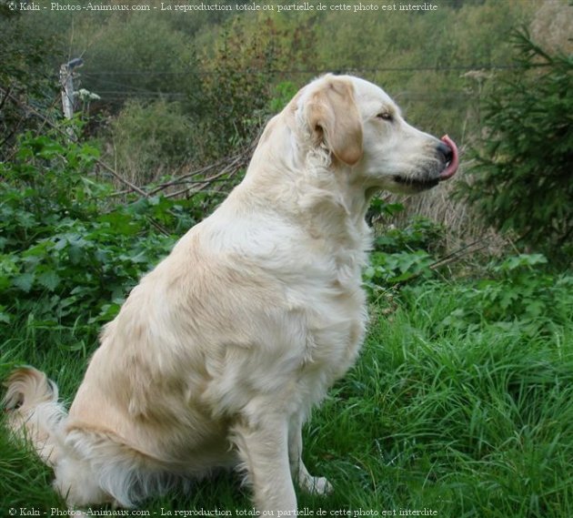 Photo de Golden retriever