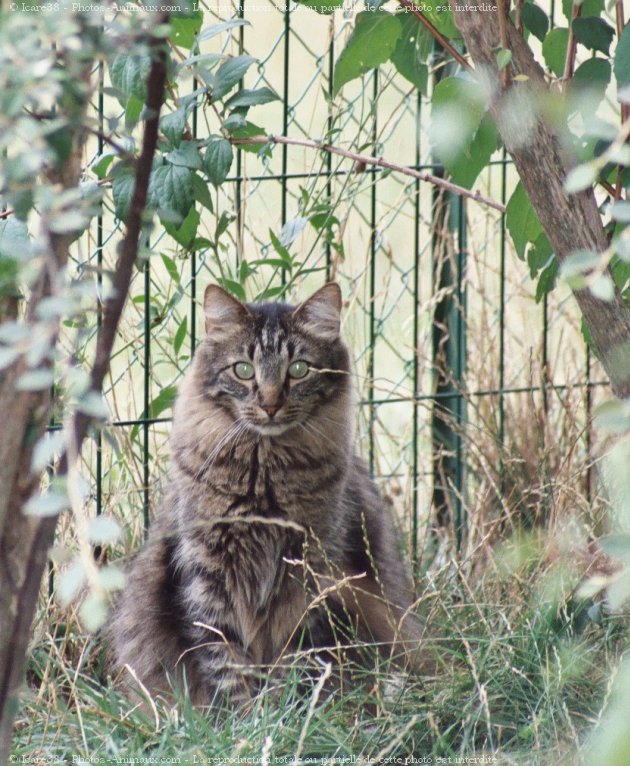 Photo de Chat domestique