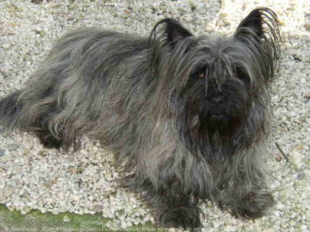 Photo de Cairn terrier