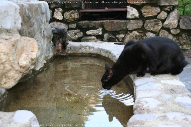 Photo de Races diffrentes