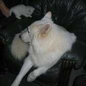 Photo de Berger blanc suisse