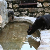 Photo de Races diffrentes