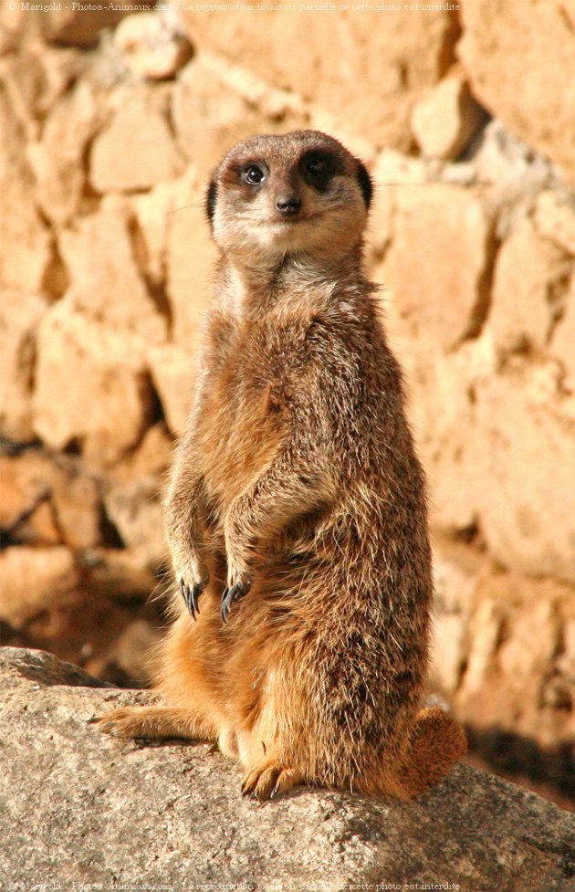 Photo de Suricate