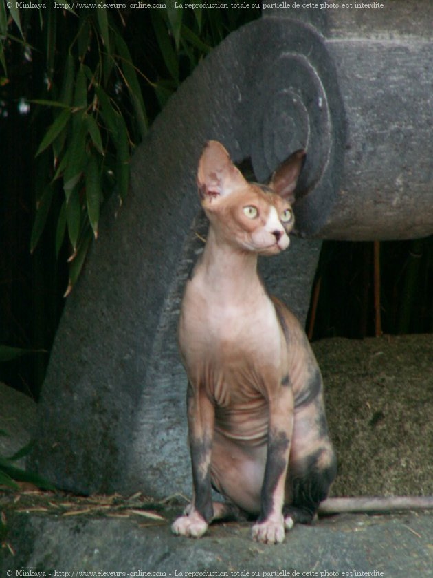 Photo de Sphynx