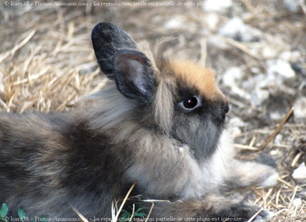 Photo de Lapin