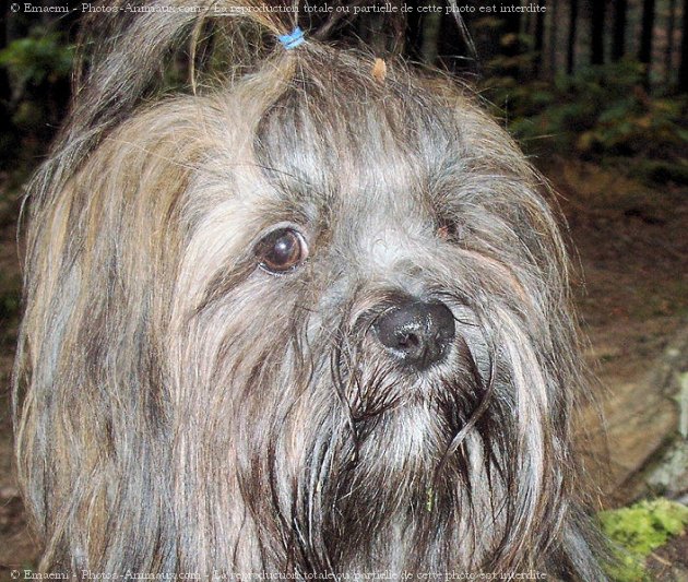 Photo de Lhassa apso