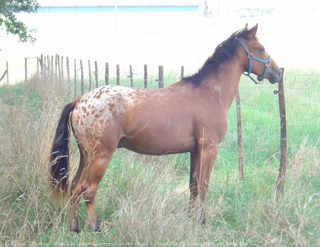 Photo d'Appaloosa