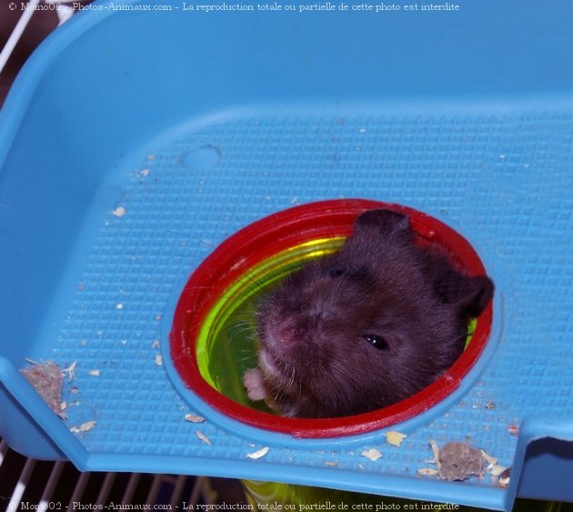 Photo de Hamster