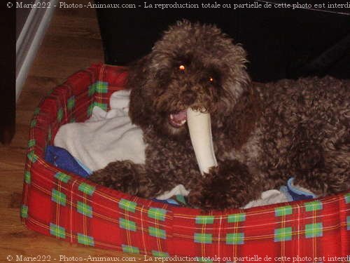 Photo de Caniche moyen