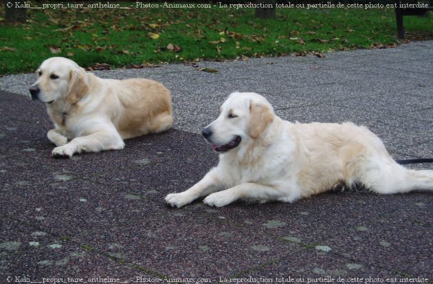 Photo de Golden retriever