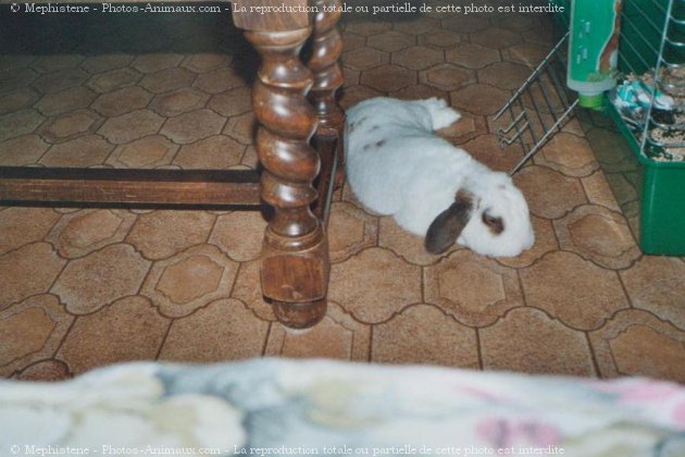 Photo de Lapin