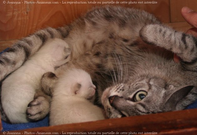 Photo de Chat domestique