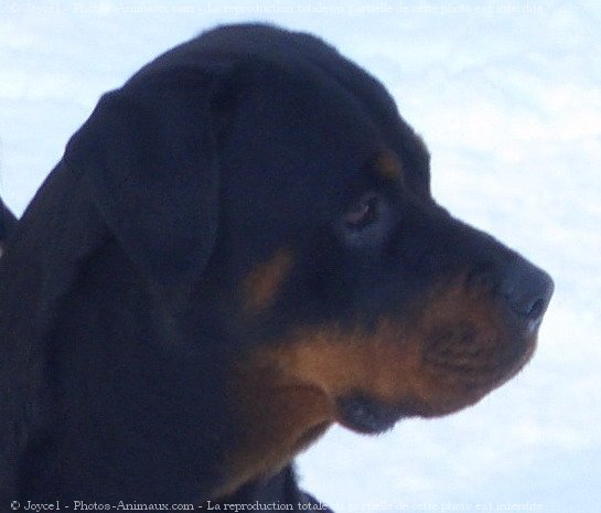 Photo de Rottweiler