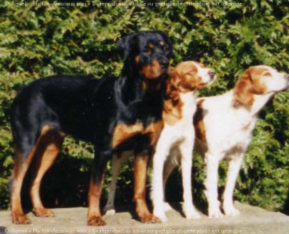 Photo de Rottweiler