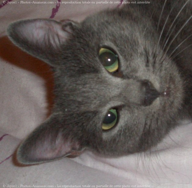 Photo de Chartreux