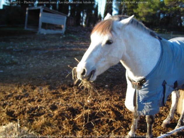 Photo de Races diffrentes