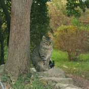 Photo de Chat domestique