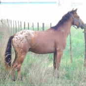 Photo d'Appaloosa