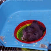 Photo de Hamster