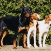 Photo de Rottweiler