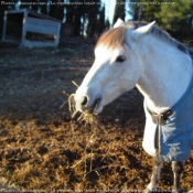 Photo de Races diffrentes