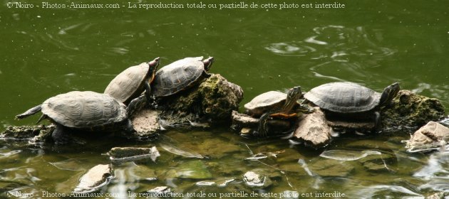 Photo de Tortue